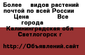 Более200 видов растений почтой по всей России › Цена ­ 100-500 - Все города  »    . Калининградская обл.,Светлогорск г.